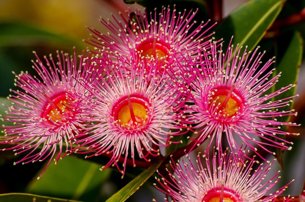 eucalyptus flowers, flowers, blossom-2348353.jpg